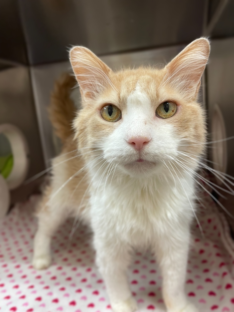 Willis finds a furever home after 114 days at the Ontario SPCA Orillia