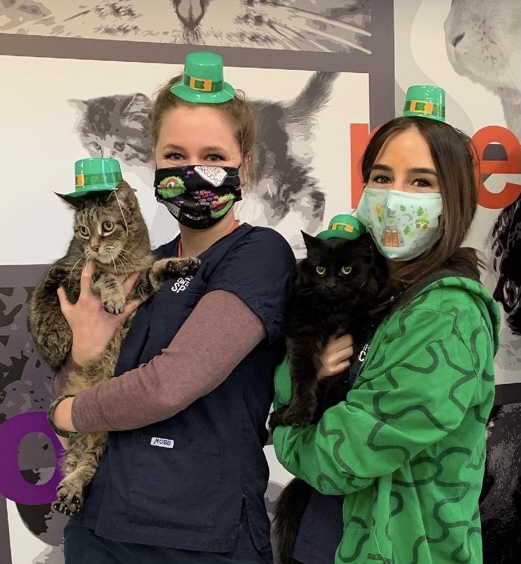 michigan road humane society saint patricks day