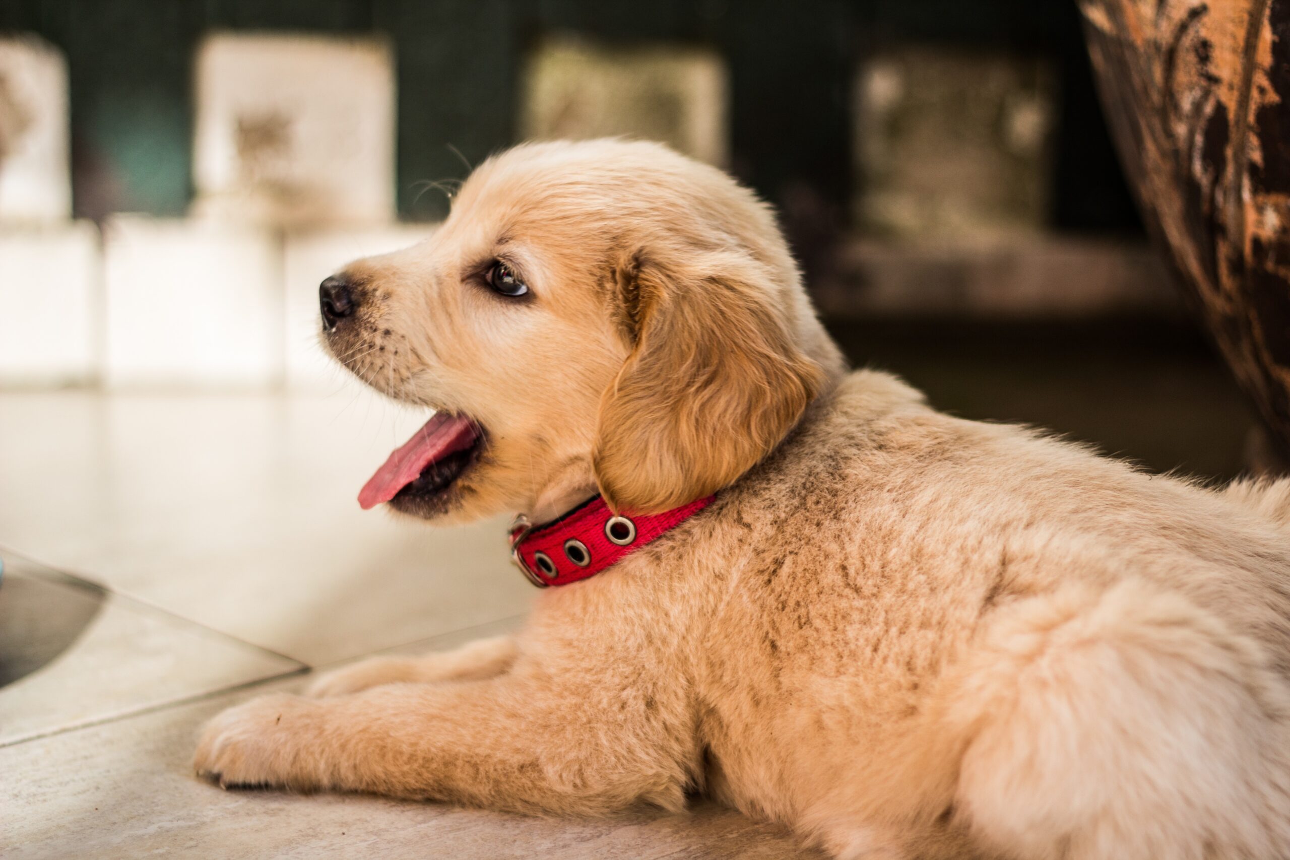 what age do golden retriever puppies lose their teeth