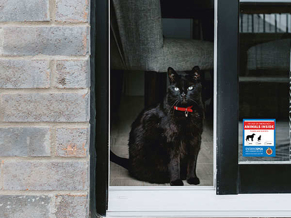 black cat inside house near window emergency preparedness