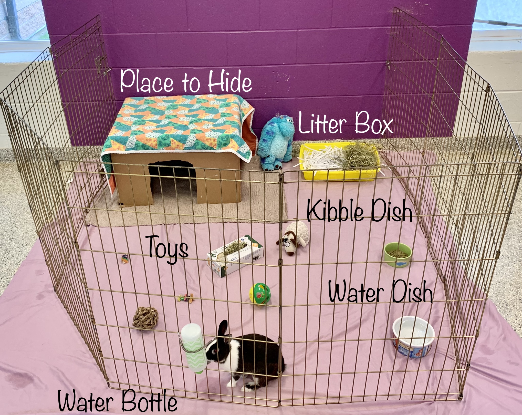 Rabbit moving 2024 litter box