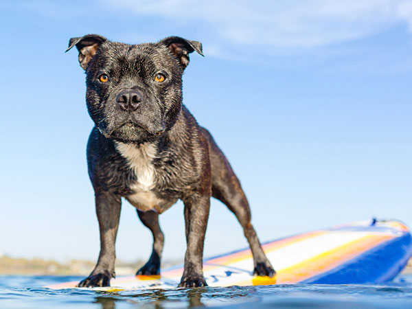 dog on paddle board