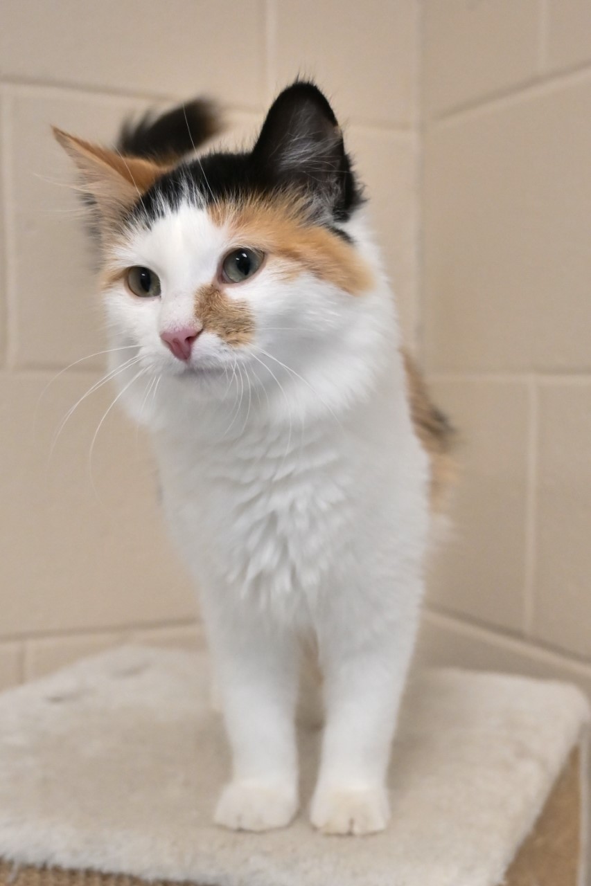 The Ontario SPCA makes crossprovince journey to help 32 Northern cats