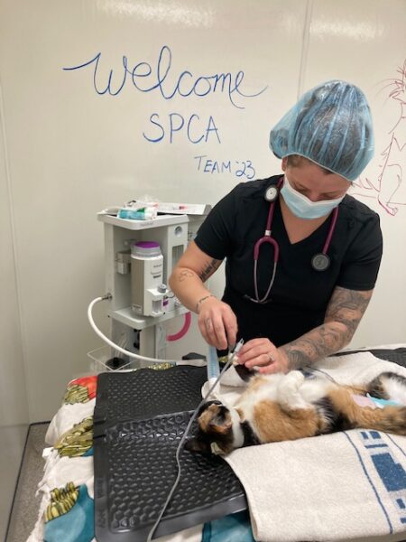 northern college, spay neuter clinic