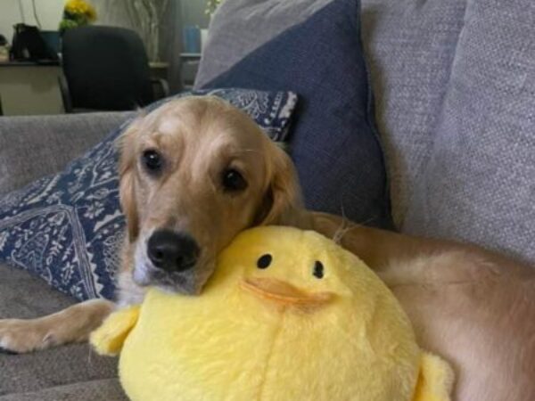 dog on couch with toy