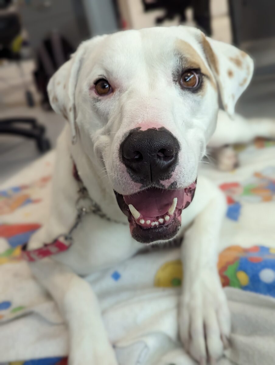 Provincial Canine Rehabilitation Centre offers deaf canine a 2d likelihood