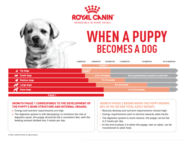 royal canin, puppy becomes a dog, growth and nutrition
