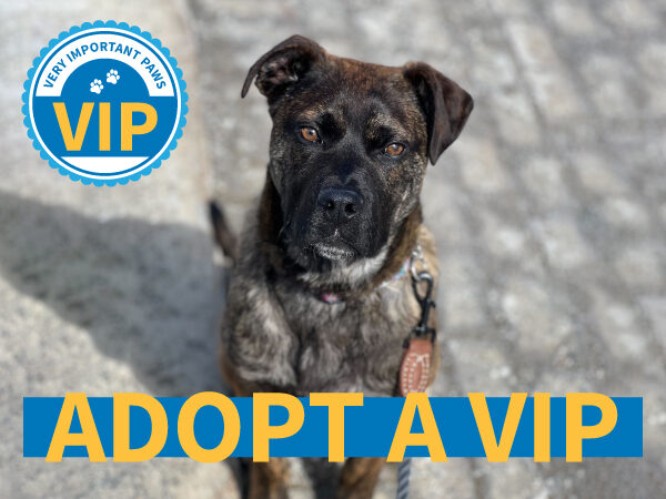 VIP dogs, Provincial Dog Rehabilitation Centre