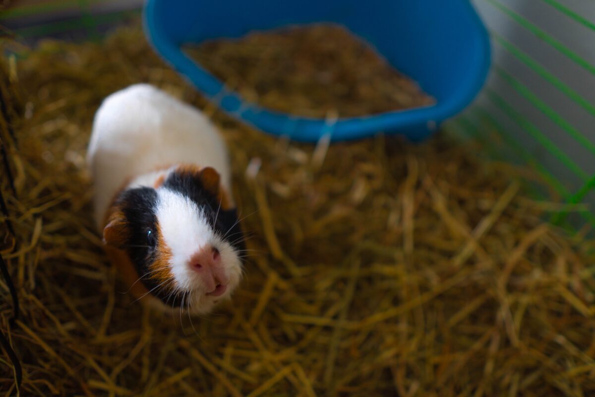 How to get your guinea pig to clearance eat