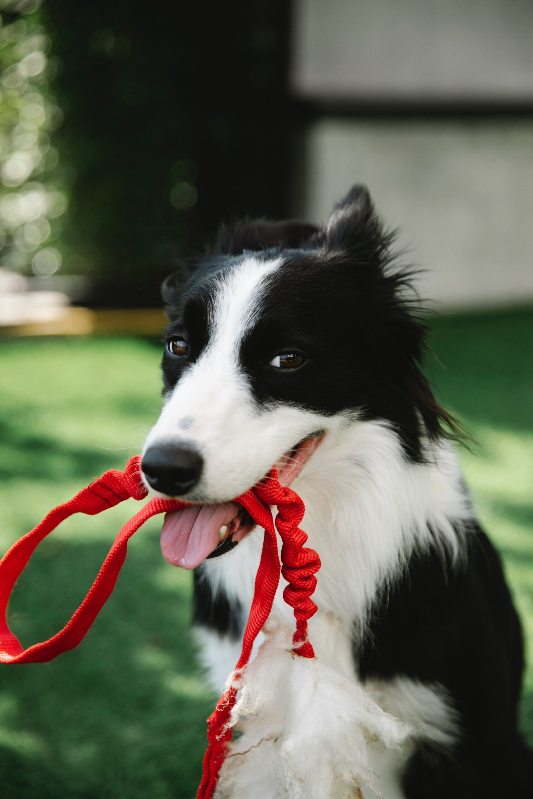 how to train dogs to eat together