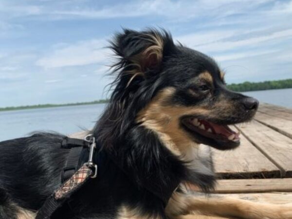 dog on dock