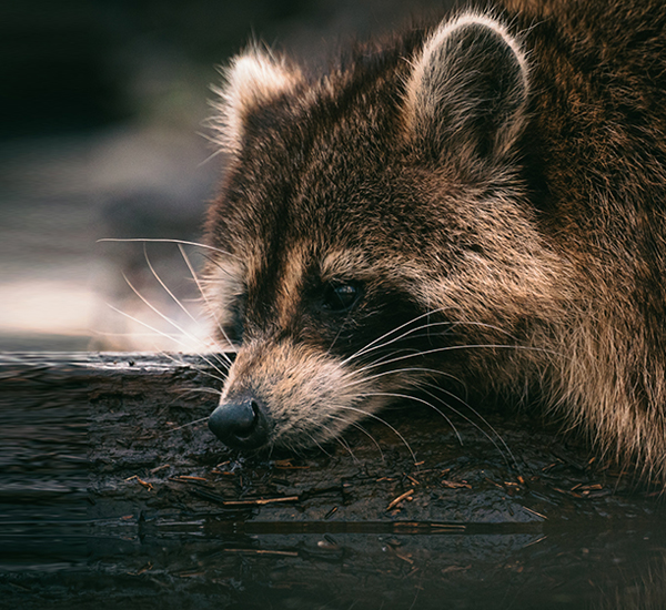 Ontario SPCA Stormont, Dundas & Glengarry Animal Centre Ontario SPCA