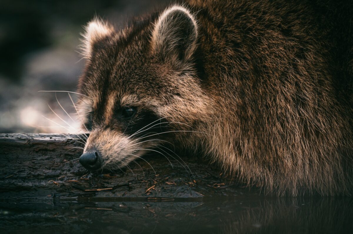 Who are you able to name about orphaned/injured natural world?