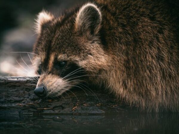 orphaned or injured wildlife