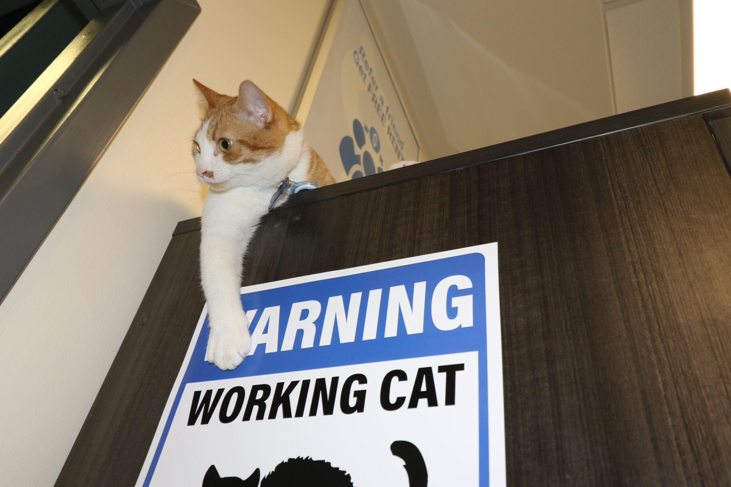 Pawdre aims to please in his job as a working cat - Ontario SPCA and Humane  Society