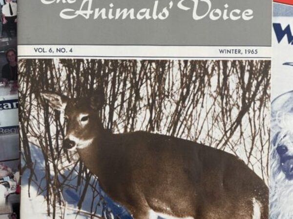 Animals' Voice Magazine
