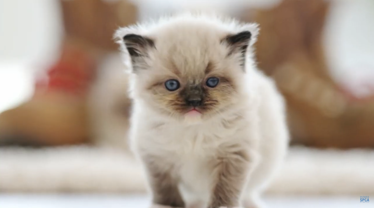 Funny Cat  Videos: You Really Should Be Watching More of Them