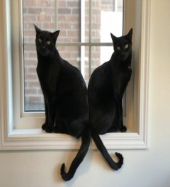 2 black cats