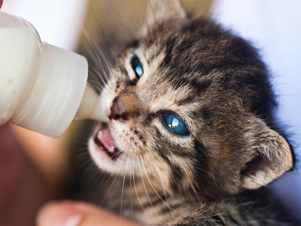 Foster-Volunteer-Ad-Feeding-Kitten