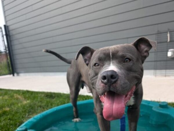 Dog in pool