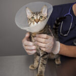 Cat with cone