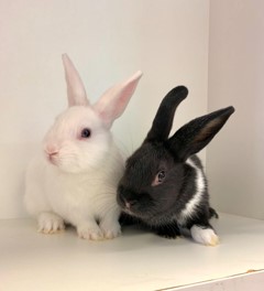 two bunnies