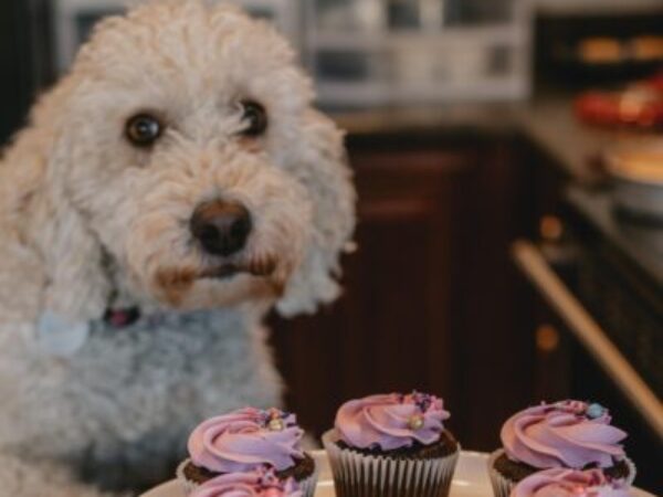 dog posing with cupcakes