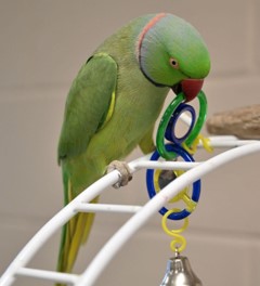 green parrot playing with toy