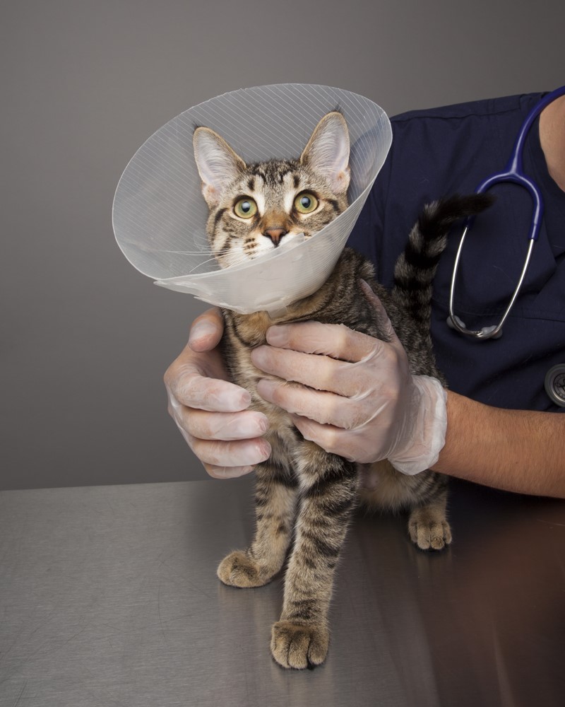 Kitten not eating after hot sale spay