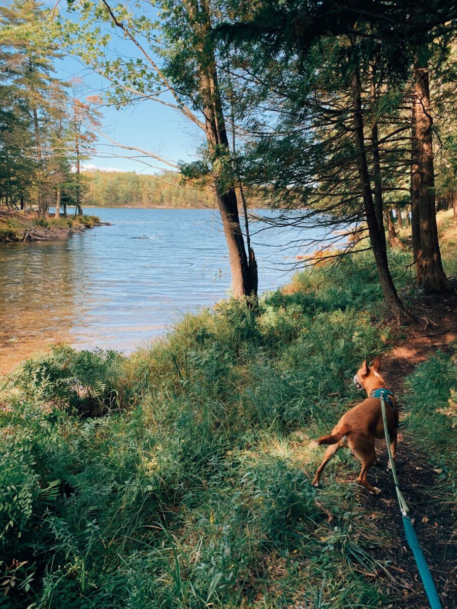 Mountaineering with Fido – Ontario SPCA and Humane Society Mountaineering with Fido – Ontario SPCA and Humane Society
