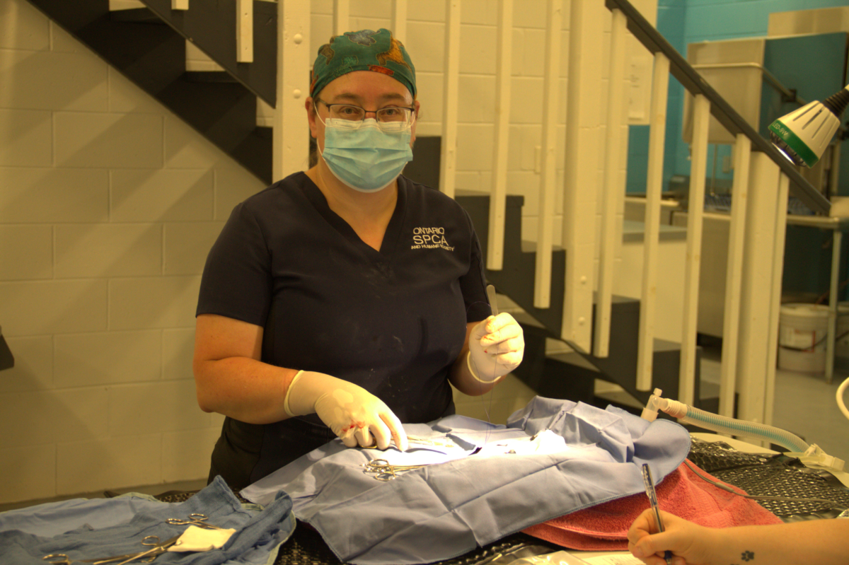 Ontario SPCA MASHstyle spay/neuter clinics reach remote communities