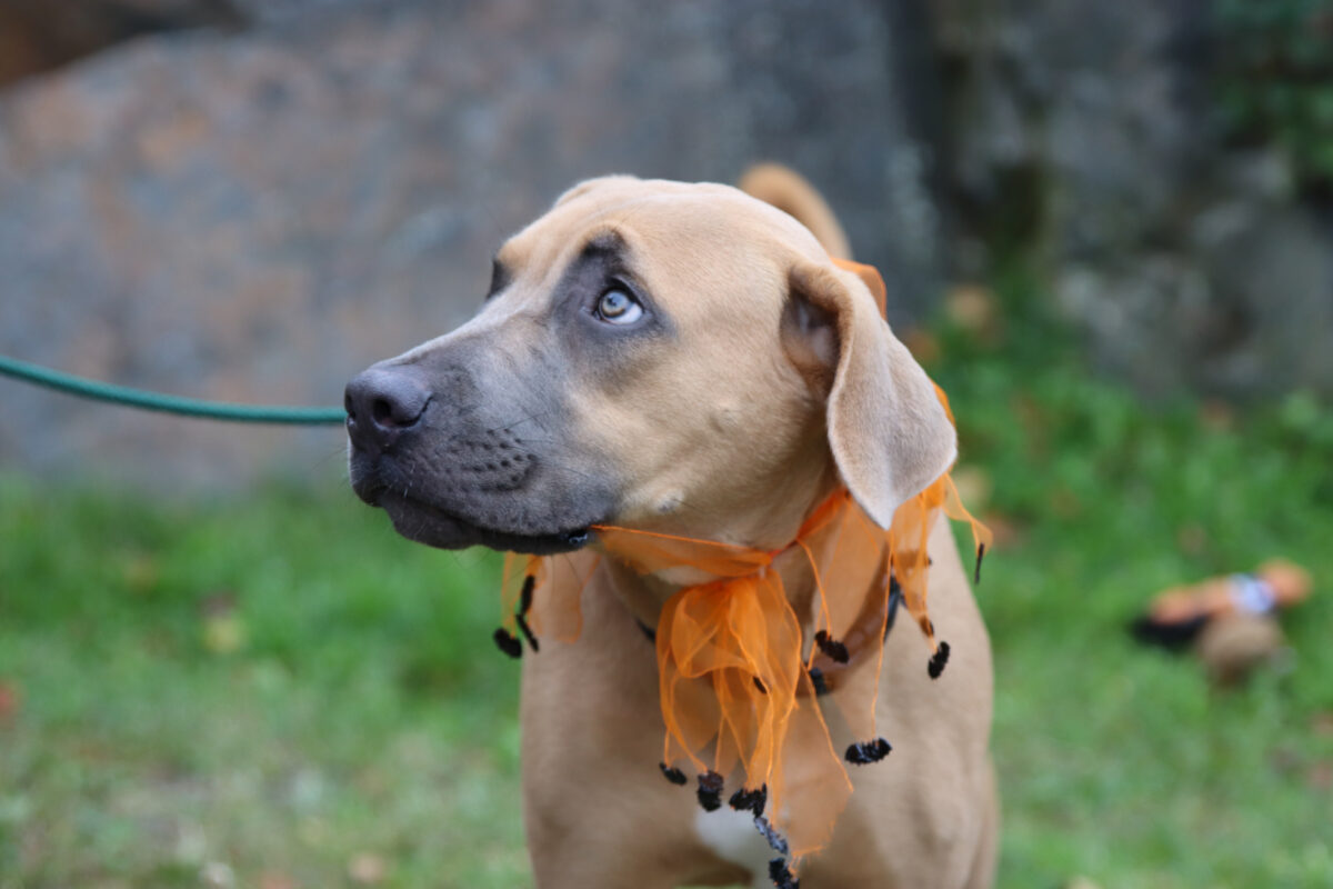 Halloween costume safety - Ontario SPCA and Humane Society