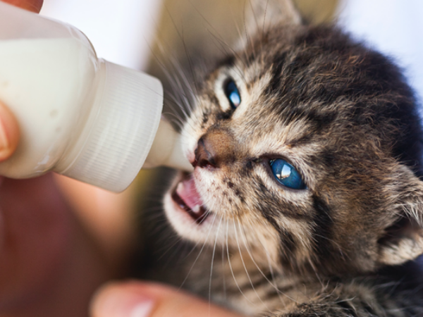 bottle feeding kitten