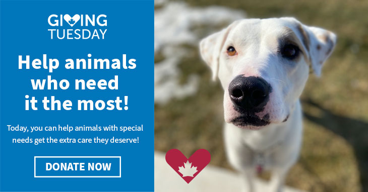 beam special dog for giving tuesday 2023