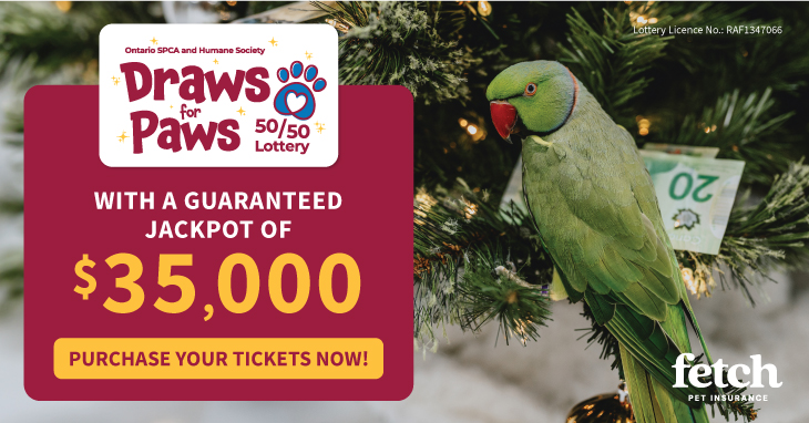 holiday lottery green bird and christmas tree