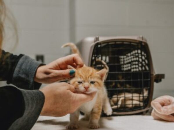 Kitten checkup