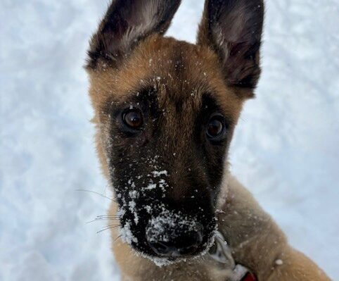 dog in snow