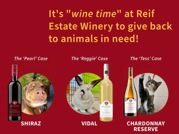 reif estate winery event