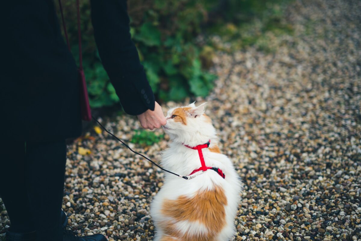 How to teach a cat to wear a harness Ontario SPCA and Humane Society