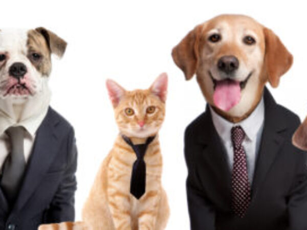 dogs and cats wearing suits and ties