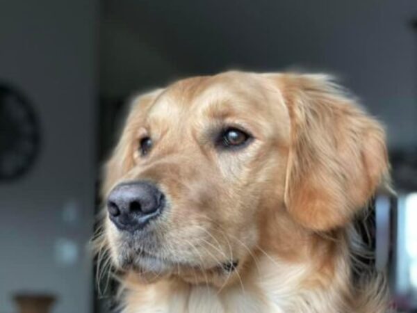 dog in home