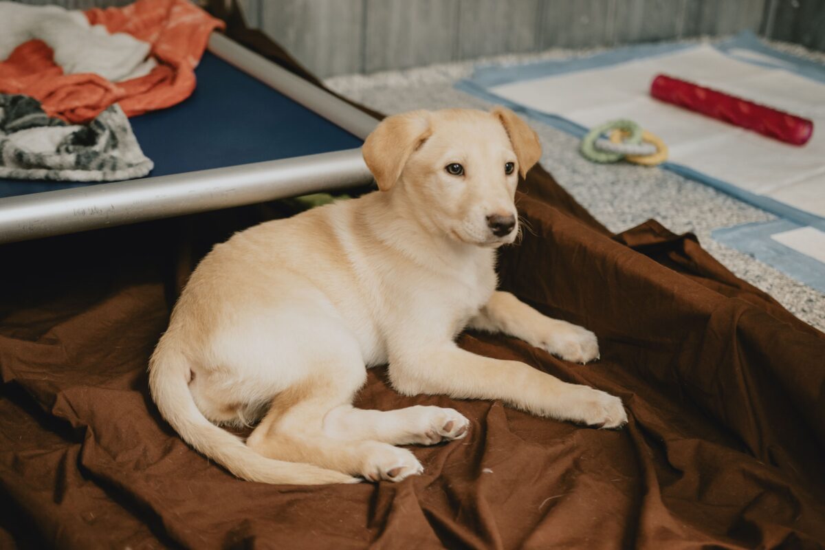 The Paw-fect Get started: 7 Will have to-Haves for Your New Pet