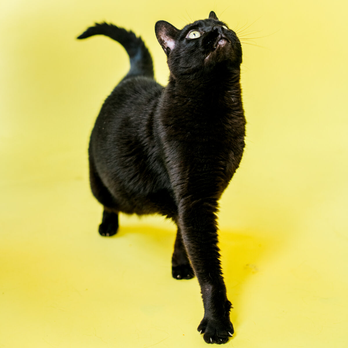 Taking the purr-fect image: Puppy pictures pointers