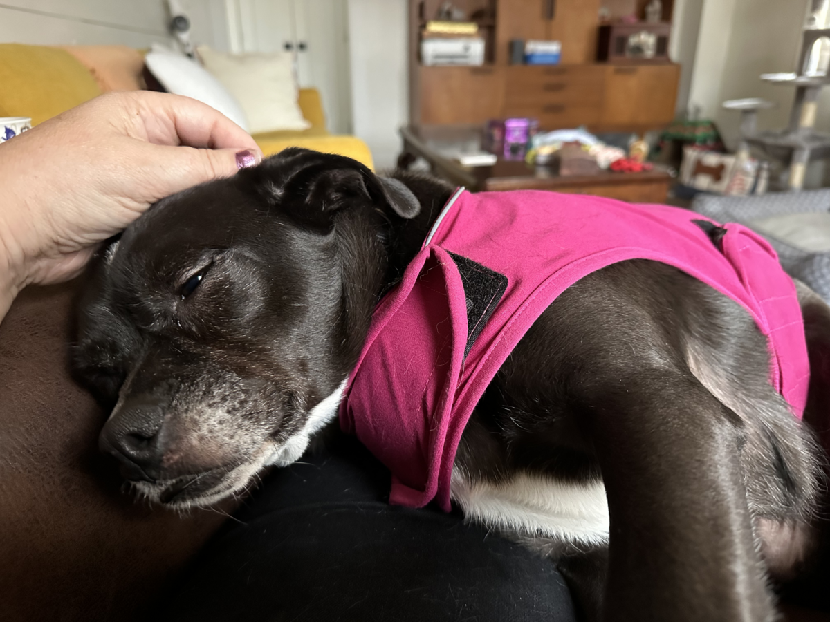 Isabella’s satisfied tail – Ontario SPCA and Humane Society