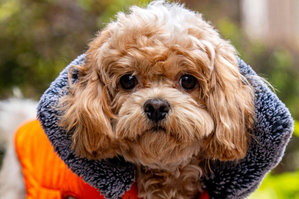 Fitting your dog for a winter coat – Ontario SPCA and Humane Society