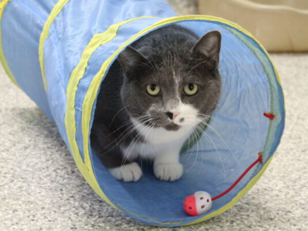 cat in a toy tunnel