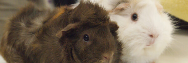 guinea-pigs-adoption-banner