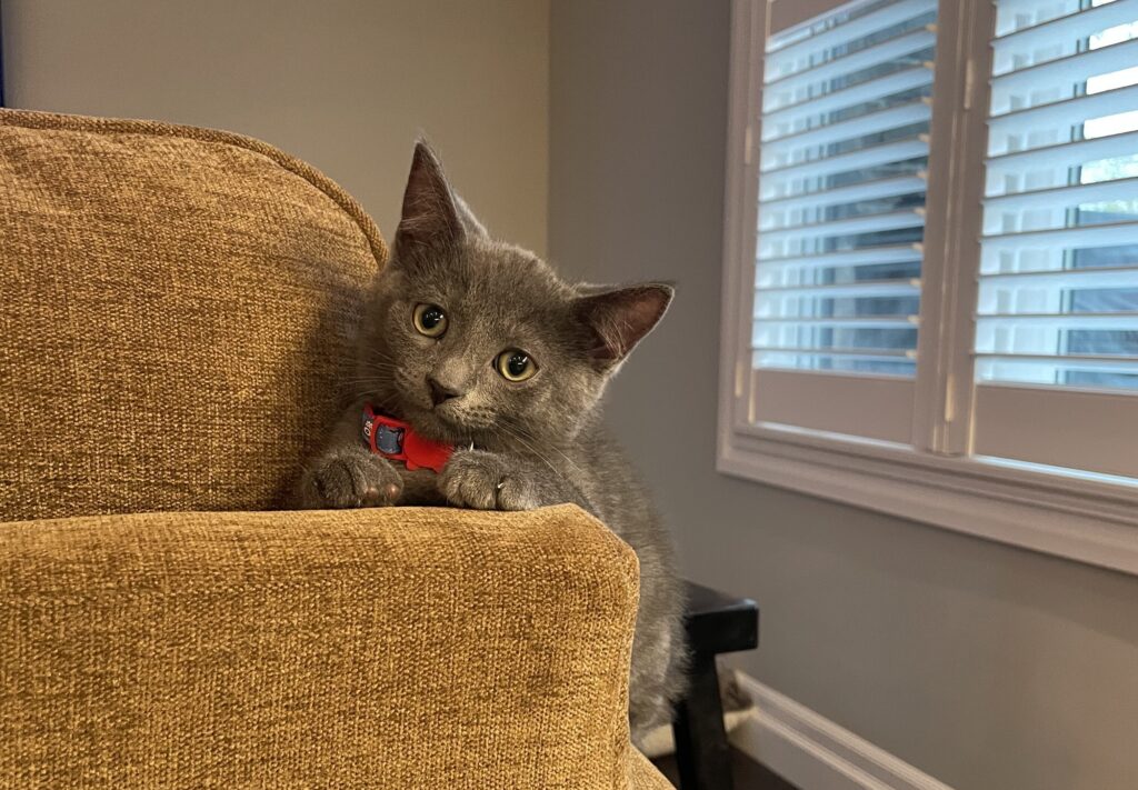Grey kitten on couch
