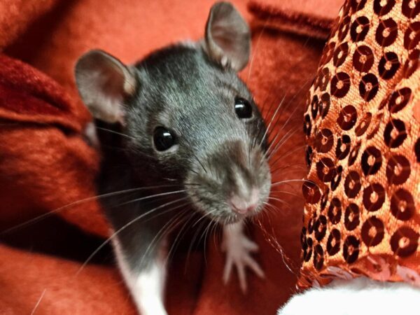 rat on red background