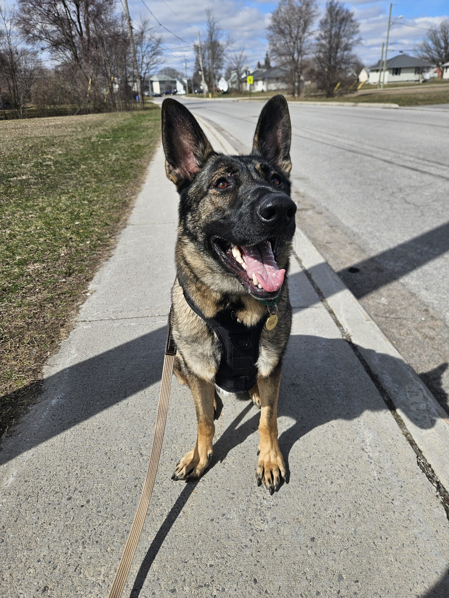 Ontario SPCA Provincial Dog Rehabilitation Centre helps Jagger find a ...